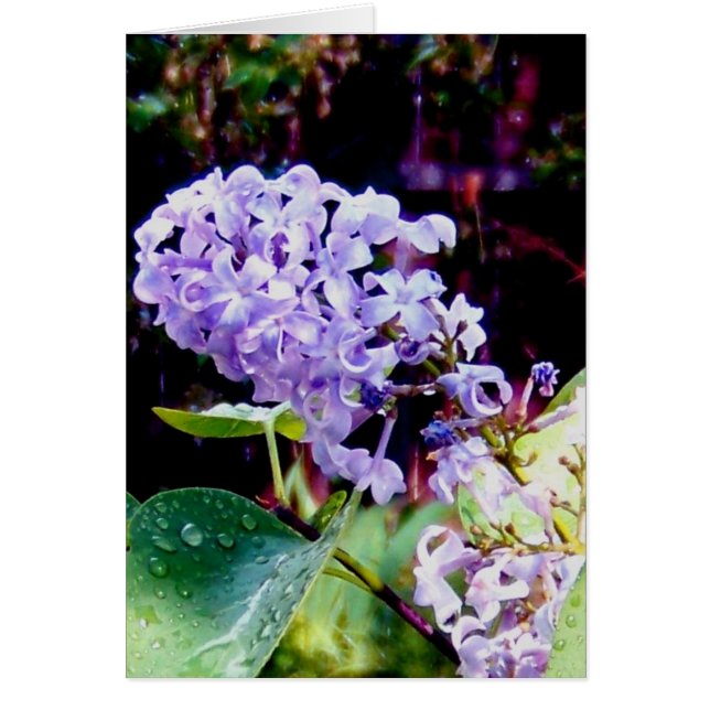 Spring Garden Lilacs (Frente)