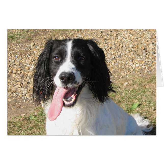 Springer Spaniel (Anverso (Horizontal))