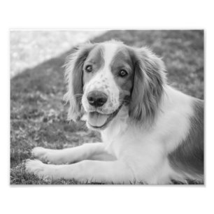 Springer Spaniel galés - Blanco y negro   Foto