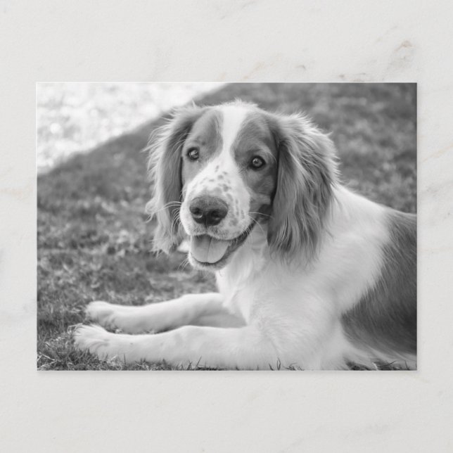 Springer Spaniel galés - Blanco y negro | Postal (Anverso)
