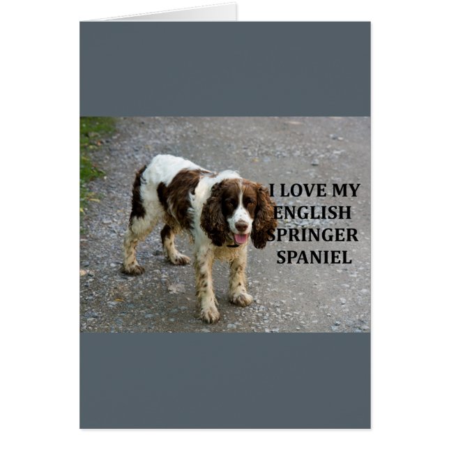 springer spaniel lw love picc (Frente)