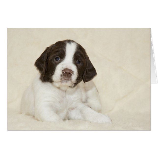 Springer Spaniel Puppy (Anverso (Horizontal))
