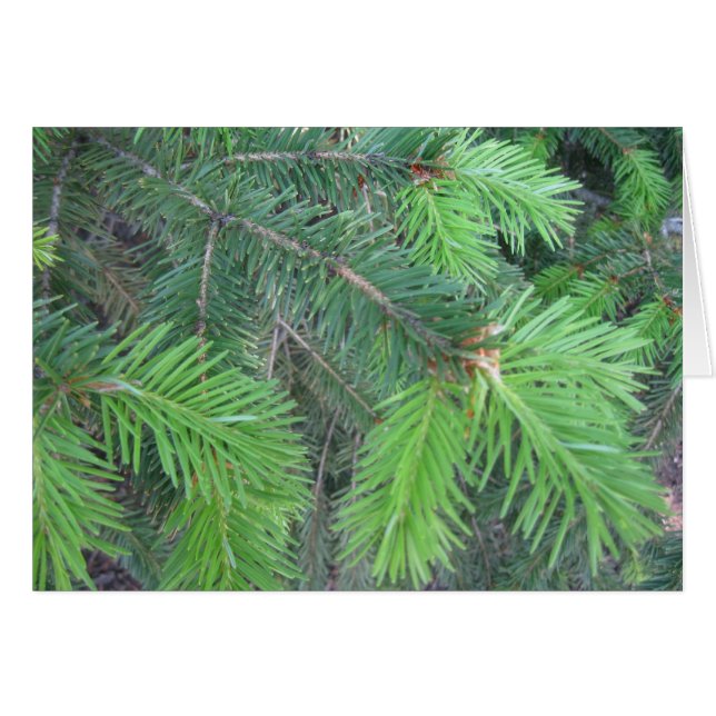 Spruce en primavera (Anverso (Horizontal))