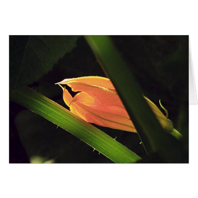 Squash Blossom (Anverso (Horizontal))