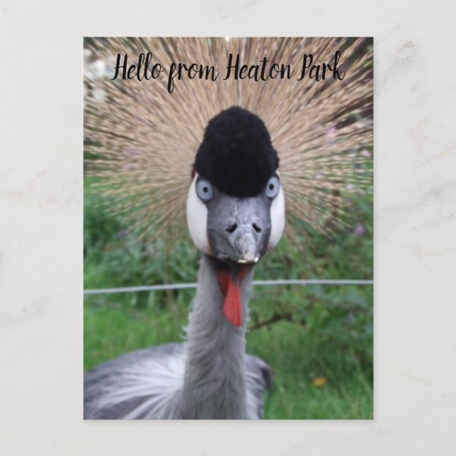 ¡¡Squawk!! Postal (Anverso)