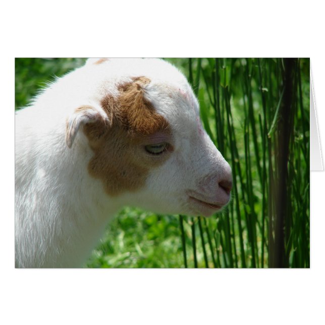 Squeak (Anverso (Horizontal))