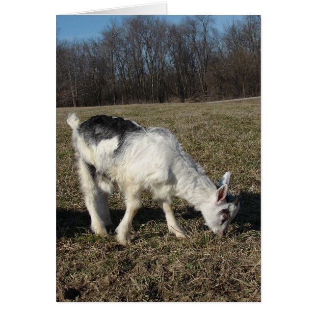 Squiggles El Niño De La Cabra (Frente)