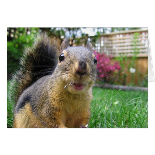 Squirrel Closeup (Anverso (Horizontal))