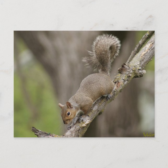 Squirrel Cute Fotograma postal nuevo! (Anverso)