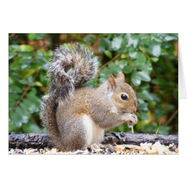 Squirrel Cutie (Anverso (Horizontal))