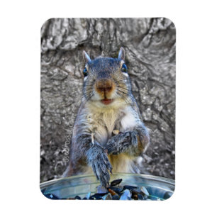 Squirrel imán Flexi 3 x 4