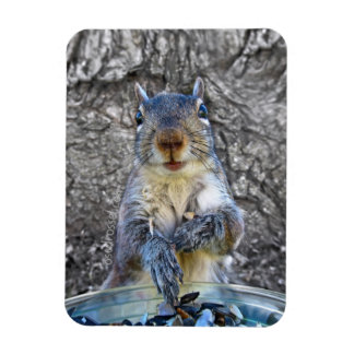 Squirrel imán Flexi 3 x 4