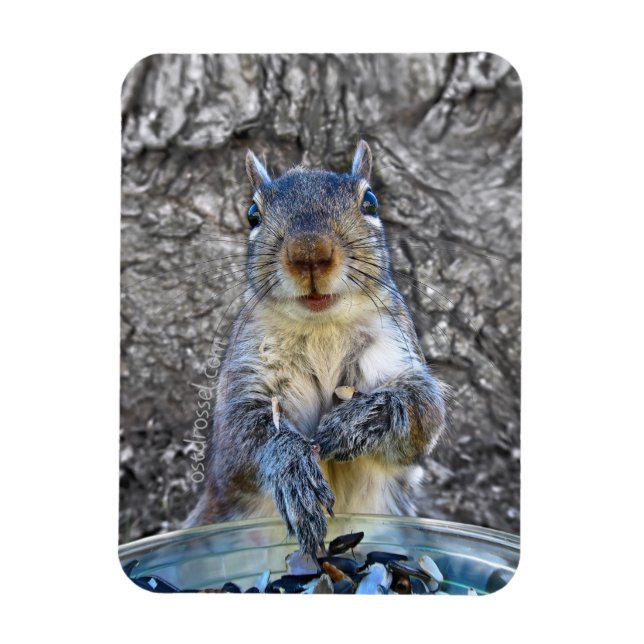 Squirrel imán Flexi 3 x 4 (Vertical)