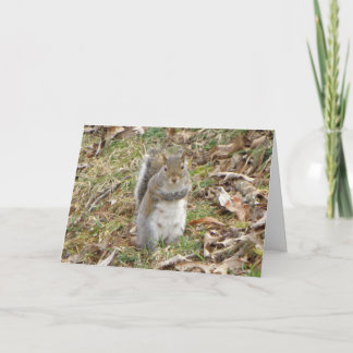 Squirrel Pensando En Tu Tarjeta