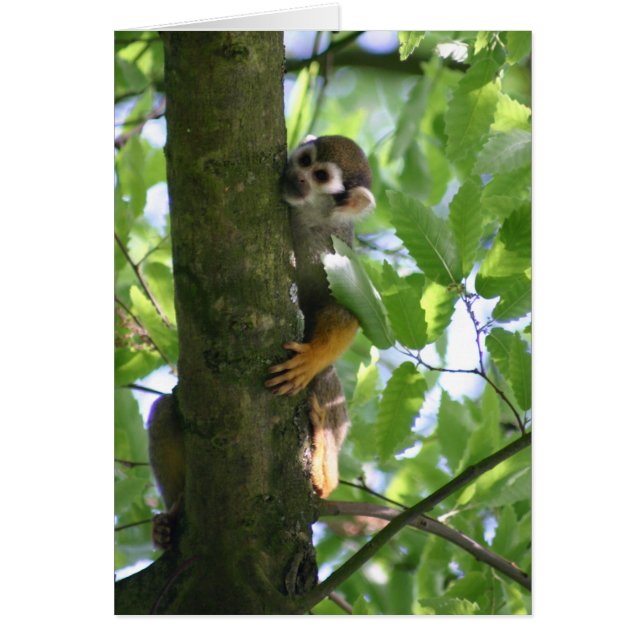 Squirrelmonkey (Frente)