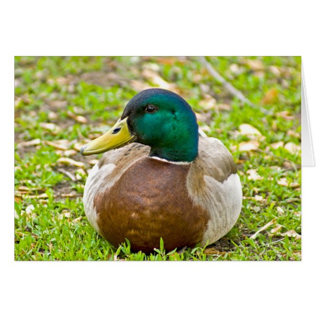 Sr. Mallard el Pato (Anverso (Horizontal))