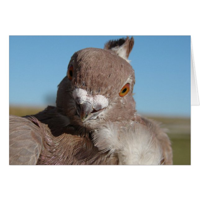 Sr. Pigeon (Anverso (Horizontal))