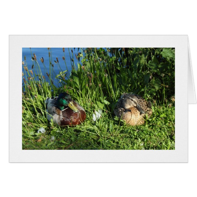 Sr. y Sra. Mallard (Bordeada) (Anverso (Horizontal))