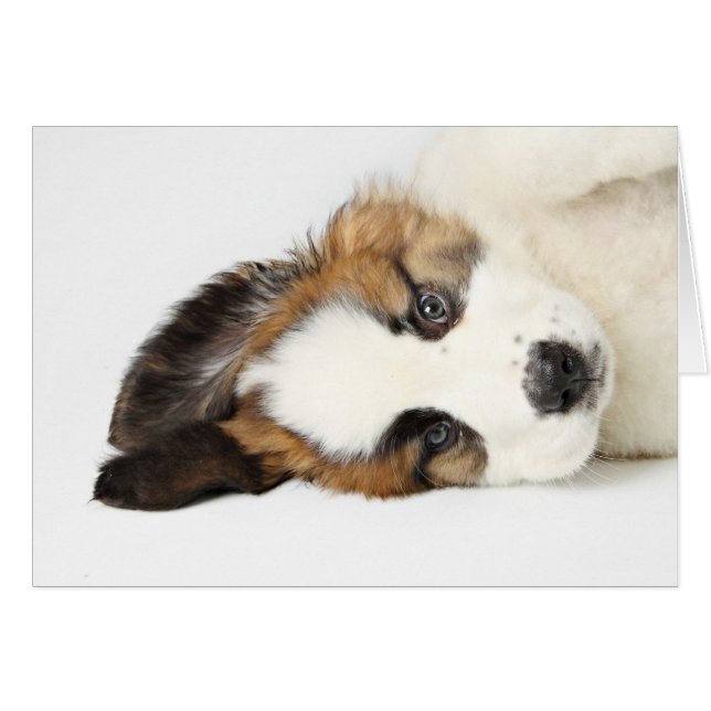St. Bernard Puppy (Anverso (Horizontal))
