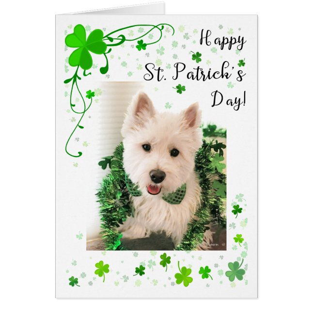 St. Patrick's Day West Highland Terrier (Frente)