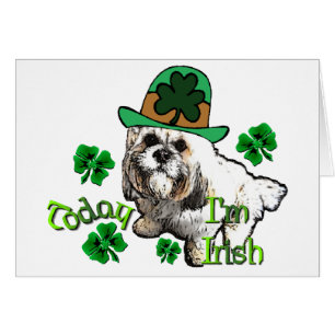 St Patricks de Lasa Apso