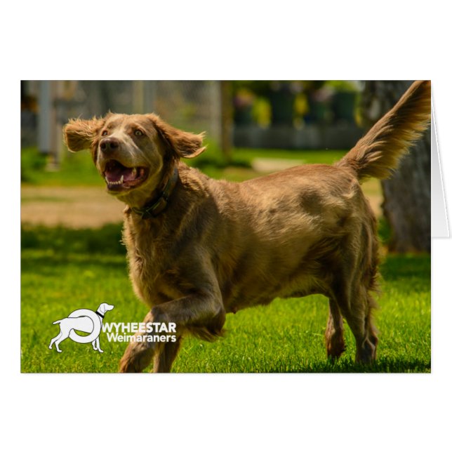 Stackhouse sonriente (Anverso (Horizontal))