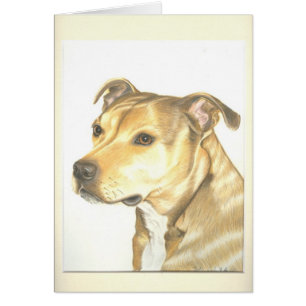 Staffordshire bull terrier