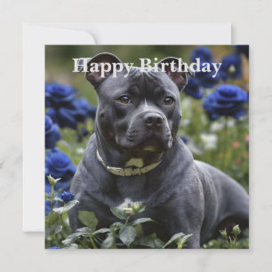 Staffordshire Bull Terrier In Blue Rosa Garden,
