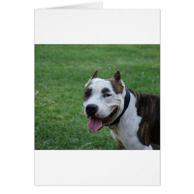 staffy 4.png (Frente)