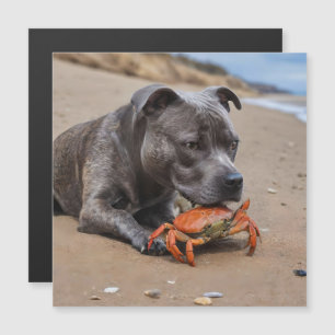 Staffy es amigo de un cangrejo de playa,