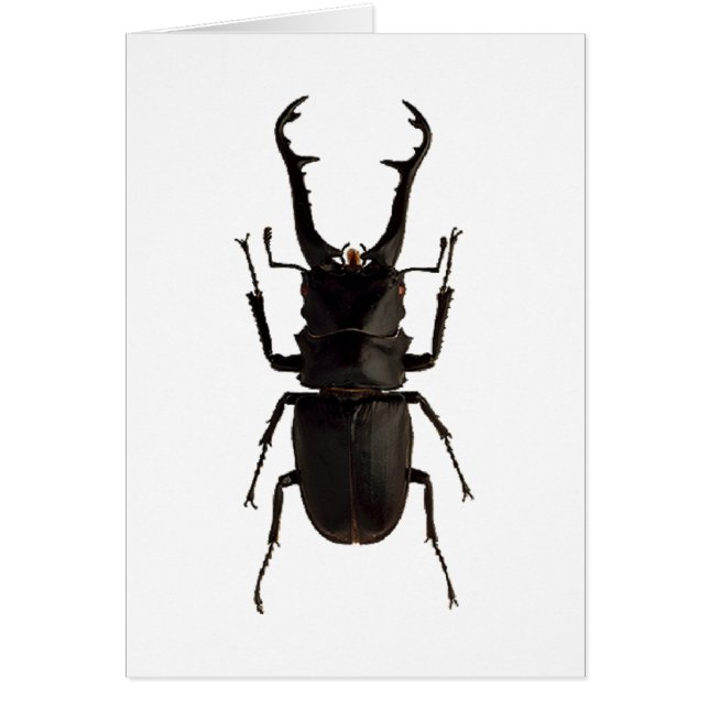 Stag Beetle (Frente)