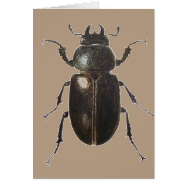 Stag Beetle 2011 (Frente)
