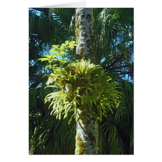 Staghorn Fern (Frente)