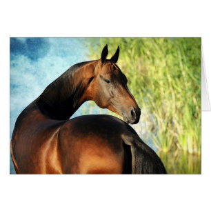 Stallion de Akhal-teke