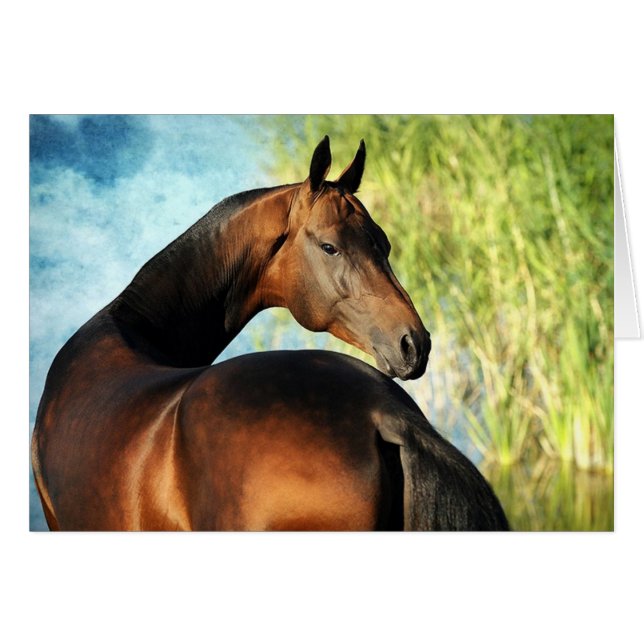 Stallion de Akhal-teke (Anverso (Horizontal))
