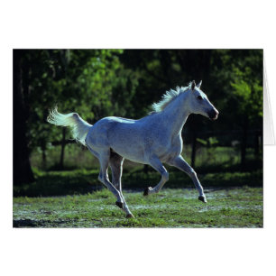 Stallion en ejecución