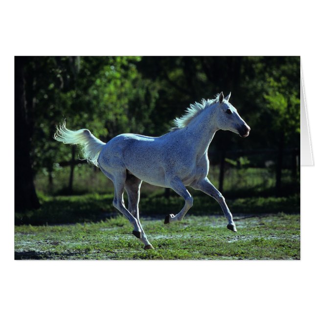 Stallion en ejecución (Anverso (Horizontal))