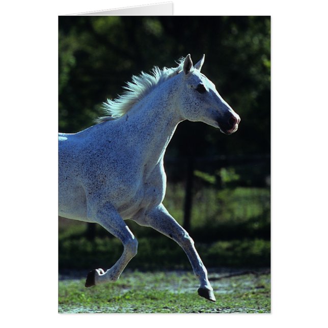 Stallion en ejecución (Frente)