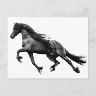 Stallion friesiano negro - postal de caballo frito