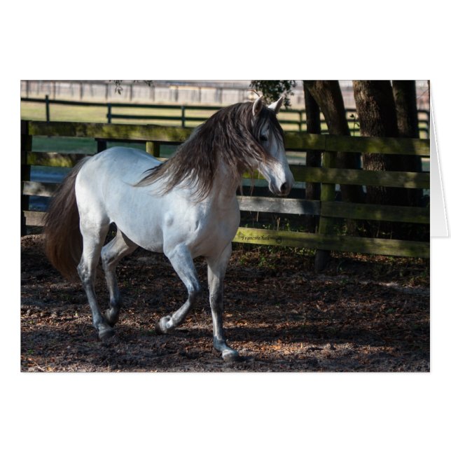 Stallion Lusitano (Anverso (Horizontal))