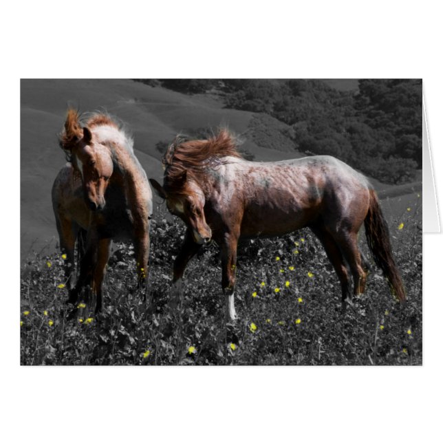 Stallion Spar (Anverso (Horizontal))