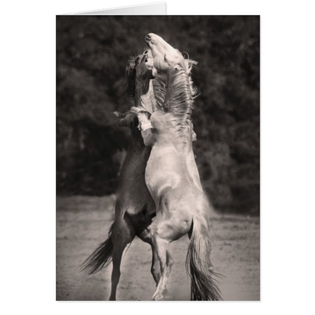 Stallions de baile (Frente)