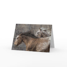 Stallions silvestres: Tarjeta de felicitación Gall