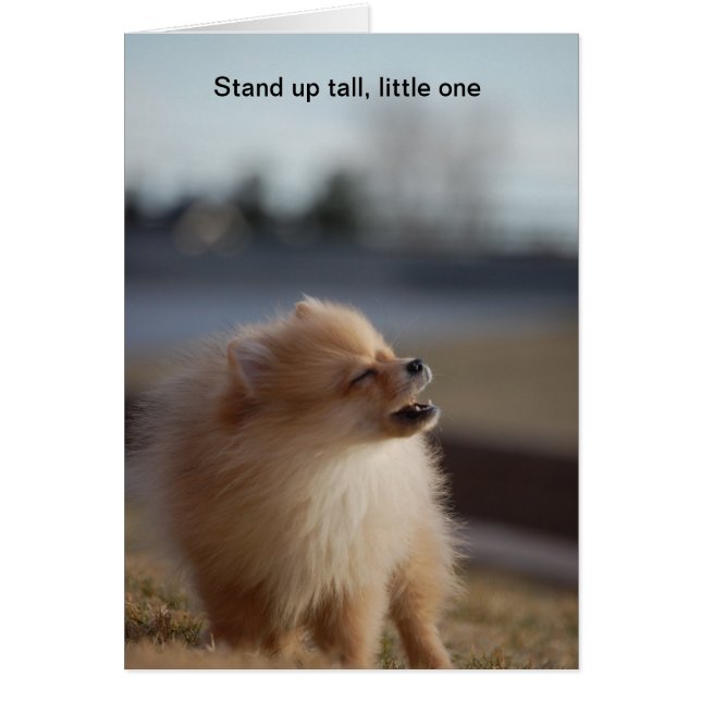 Stand-up Tall (Frente)