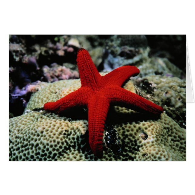 Star Fish | Mar Rojo (Anverso (Horizontal))