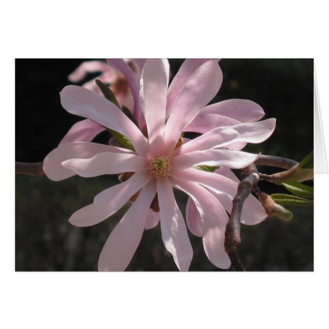Star Magnolia (Anverso (Horizontal))