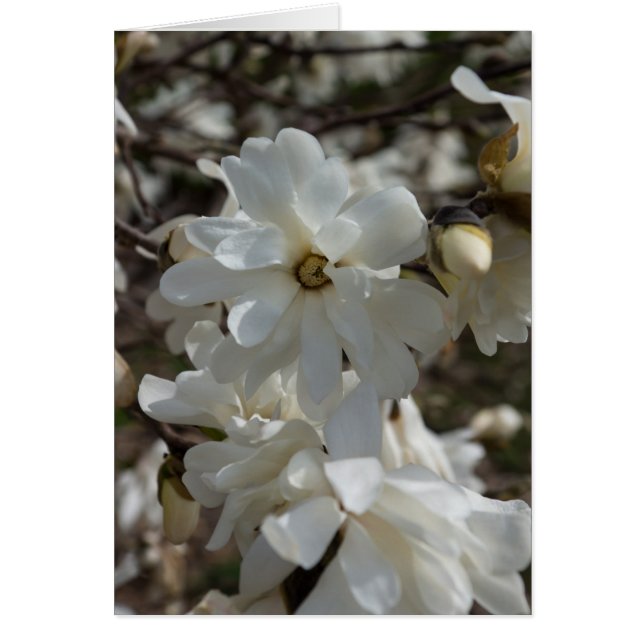 Star Magnolia Blooms (Frente)