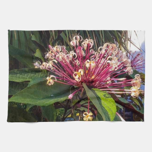 Starburst Clerodendrum Flores Cocina Toallas (Horizontal)