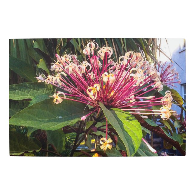 Starburst Clerodendrum Flores Metalizado arte en l (Anverso)