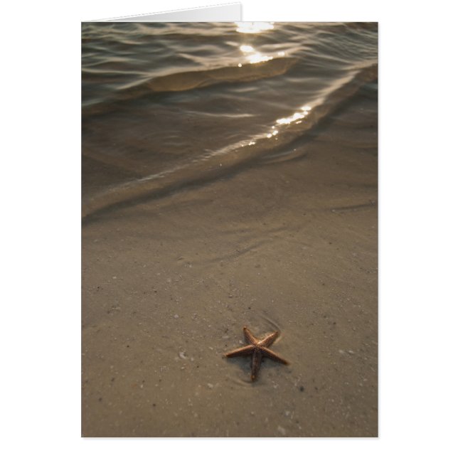 Starfish (Frente)